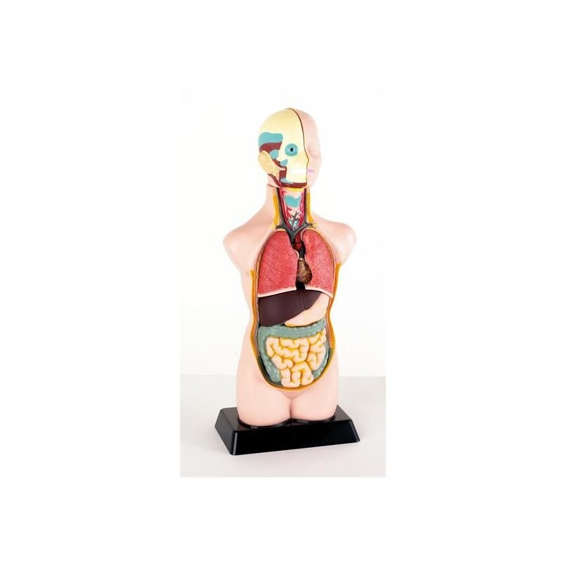 BUSTO ANATOMICO CM. 50X19X13