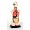 BUSTO ANATOMICO CM. 50X19X13